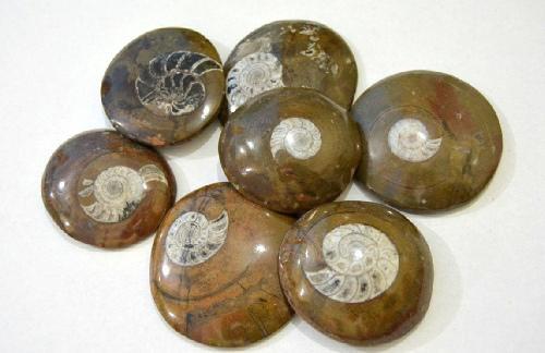 Ammonite Fossils for Sale - Selling Moroccan Ammonites - Selenite Wholesale